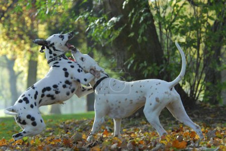 two dalmatians playing in park