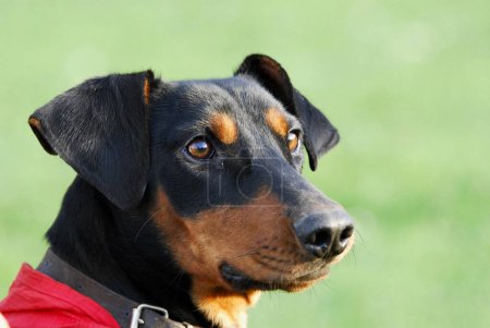 German Pinscher, smooth-coated, black with red markings, endangered breed 2003, portrait, FCI, Standard No. 184, German Pinscher, smooth-coated, black with red markings, endangered breed 2003, domestic dog (canis lupus familiaris)