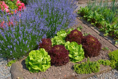 Farm garden, salad bed, various lettuces, lavender