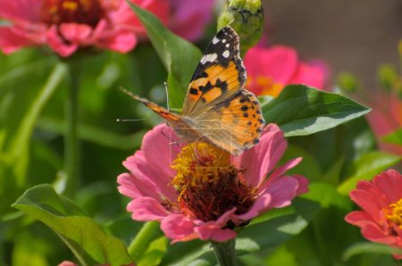 Butterfly : painted lady (Vanessa cardui) on zinnia (Zinnia violacea) flower, zinnia and thistle butterfly
