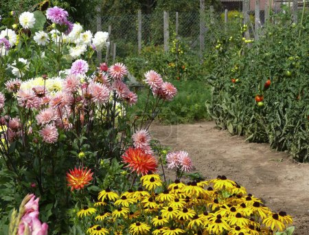 Perennial garden in summer, various garden flowers, cottage garden