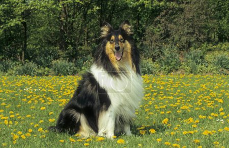 Collie, 2 years sitting  on lawn