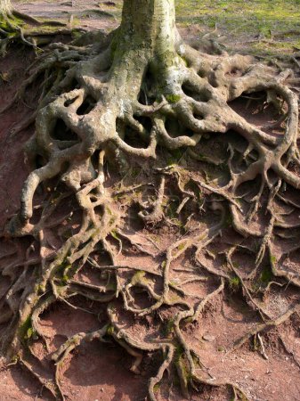 Beech roots exposed by erosion