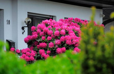 Rhododendron blüht am Haus