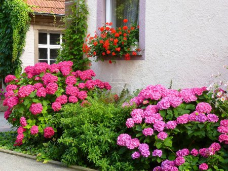 Vorgarten mit Hortensien und Geranien am Fenster