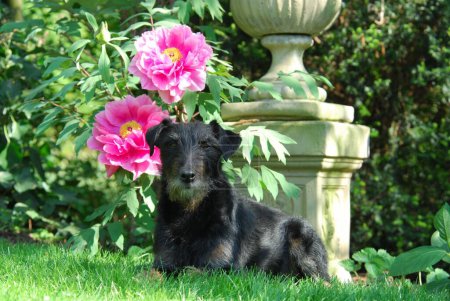 Westfalia Terrier, macho (fuera de color negro), acostado frente a una peonía floreciente, raza canis lupus familiaris no reconocida por la FCI, Westfalia Terrier, yace frente a una peonía floreciente