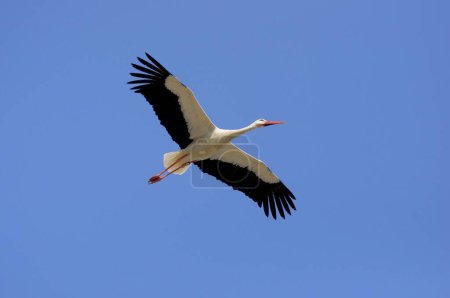 White, stork in flight