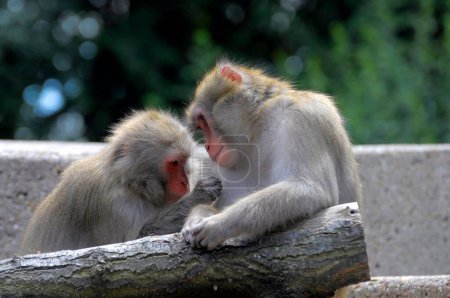 Stuttgart, jardin botanique zoologique Wilhelma, macaque japonais (Macaca fuscata), singe des neiges, macaque roux