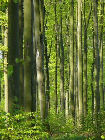 Deciduous forest in spring, beech forest in spring