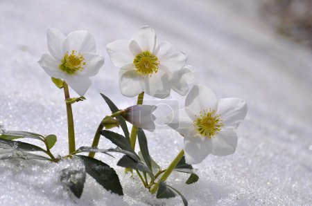 Rosas de nieve, Rosas de Navidad (Helleborus niger) en la nieve, Deshielo