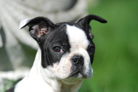 Boston Terrier, puppy, 12 weeks old, female, Black marked with white, portrait, American dog (canis lupus familiaris) breed FCI, Standard No. 140, whelp, 12 weeks old, female, Black marked with white, portrait