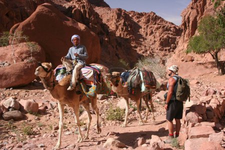 Ein Wanderer trifft einen Reiter mit zwei Dromedaren in einem Wadi mit geringer Vegetation auf der Sinai-Halbinsel in der Nähe des katarischen Klosters, Ägypten, Afrika