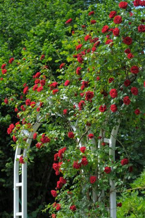 Floración barroca en Ludwigsburg, rosas trepadoras rojas, arco de rosas, jardín de rosas en Oberderdingen