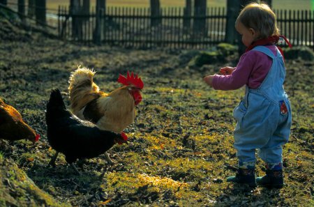 Toddler feeds chickens at farm