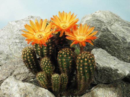 Cactus in bloom, Lobivia lauii