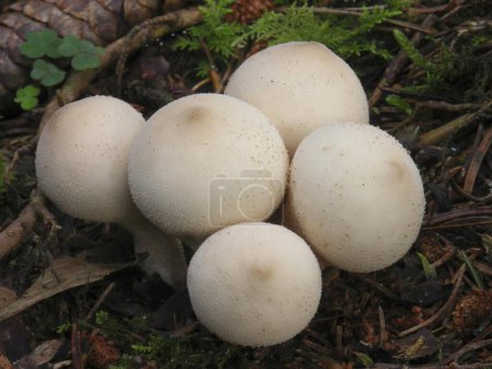 Pear-shaped puffball (Lycoperdon pyriforme) Waldberg, Swabia