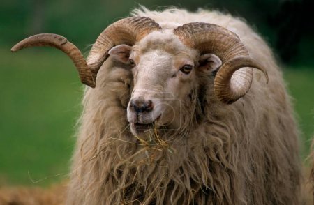 Wallachian sheep, domestic sheep (Ovis orientalis aries)
