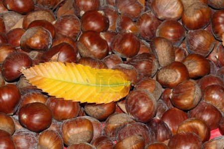 Sweet chestnut fruits and leaf