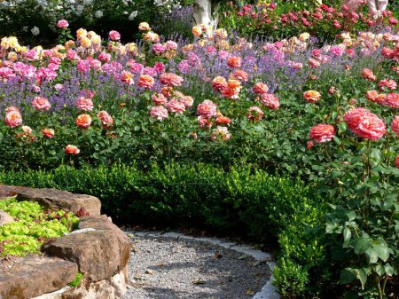 Rose garden of a nursery, lavender in bloom, true common lavender (Lavandula angustifolia)