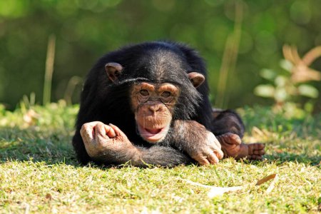Schimpanse Pan t. troglodytes Jungtiere Vorkommen: Afrika Afrika