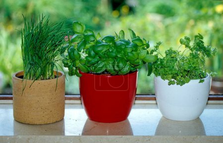 Herbs at the window: basil, chives, parsley, Herbs in the window: basil, chives, parsley