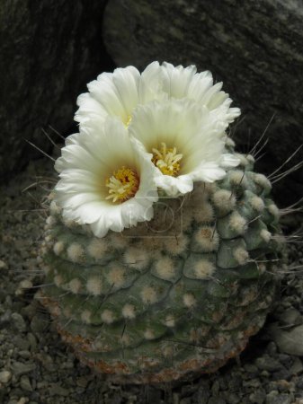 strombocactus
