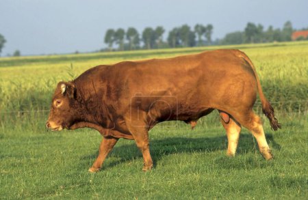 Limousin carne vista de fondo 