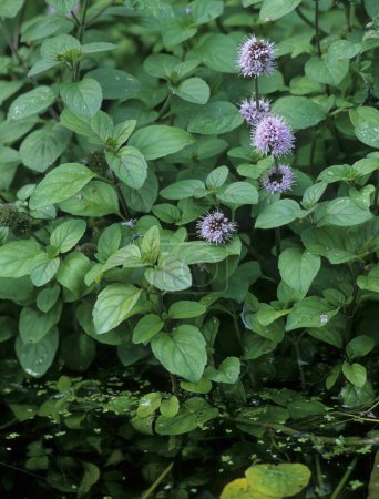 Water mint (Mentha aquatica), flowering 