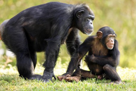 Schimpanse im Garten 