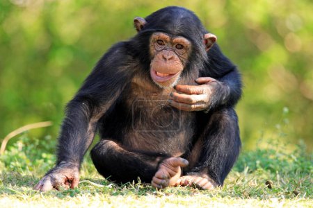 Chimpanzee Pan t. troglodytes juvenile young Occurrence: Africa Africa