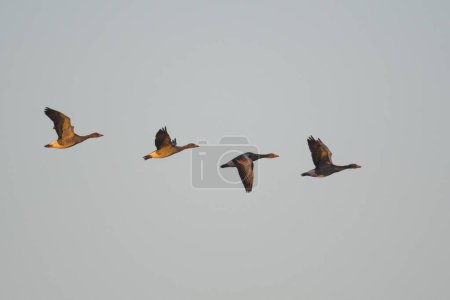 Greylag geese (Anser anser), group, flying, Emsland, Lower Saxony, Germany, Europe