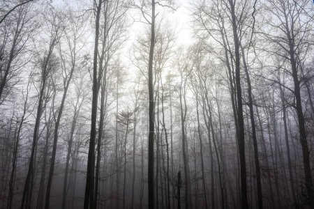 Bare trees in the fog, Odenwald, Hesse, Germany, Europe