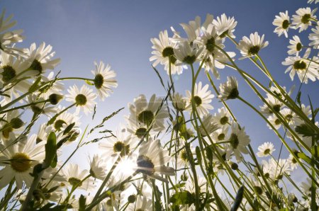 Marguerites with sun and blue sky, backlight