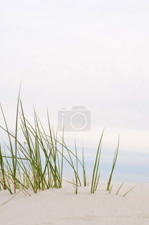 Herbe dans les dunes, Allemagne, Europe