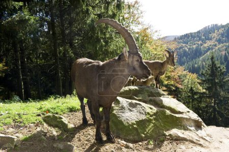 Ibex (Capra), Steinwasenpark à Fribourg-en-Brisgau