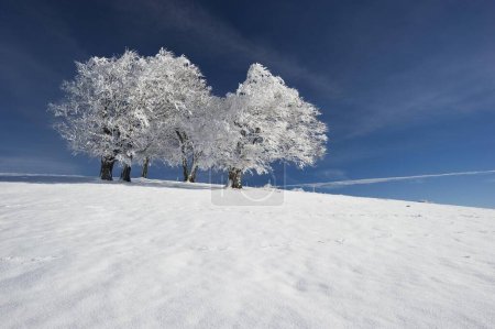 Snowy beeches on Mt. Schauinsland near Freiburg im Breisgau, Germany, Europe