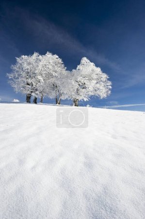 Las hayas nevadas en el monte. Schauinsland cerca de Freiburg im Breisgau, Alemania, Europa