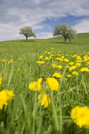 Pommiers en fleurs dans le pré de pissenlit dans la vallée de Dreisamtal à l'est de Fribourg-en-Brisgau, Allemagne, Europe