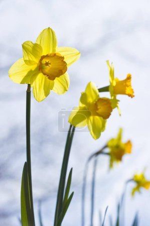 Daffodils (Narcissus pseudonarcissus) close up 