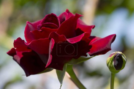 Red hybrid tea rose (Rosa), Etoile de Hollande