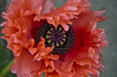 Pavot à opium (Papaver somniferum
)