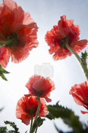 Opium Poppy (Papaver somniferum) close up
