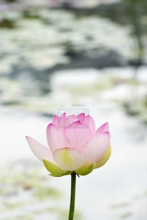 Lotus (Nelumbo) close up 