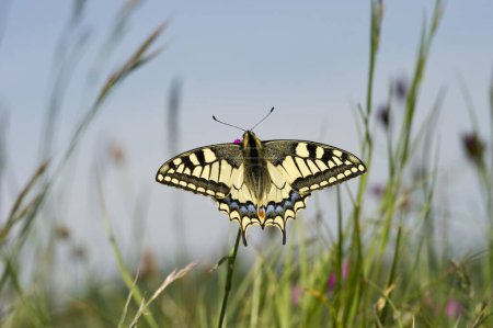 Schwalbenschwanz (Papilio machaon), Naturschutzgebiet Badberg, Kaiserstuhl, Baden-Württemberg, Deutschland, Europa