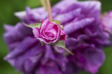 Rose (Rosa), "Tour de Malakoff", centifolia Rose, alte Rose