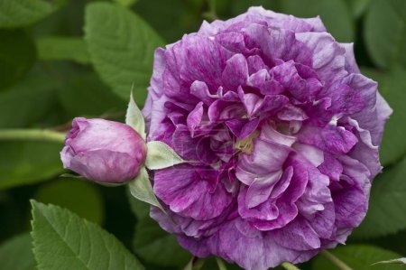 Rose (Rosa), "Tour de Malakoff", centifolia Rose, old rose