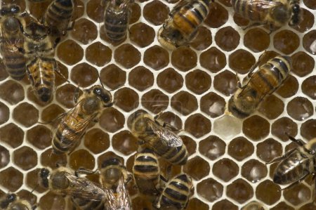Honey Bees (Apis sp.) on a honeycomb close up 