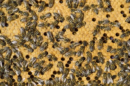 Honigbienen (Apis sp.) auf einer Wabe aus nächster Nähe 