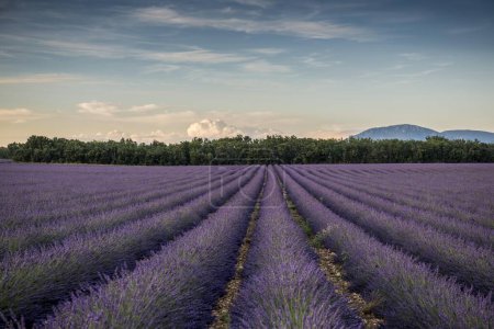 lavender fields beautiful view