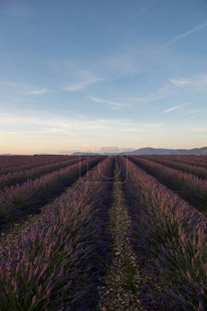 Lavender fields beautiful view